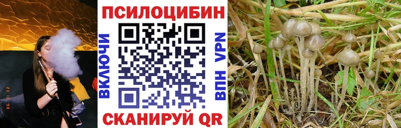 Псилоцибиновые грибы Psilocybe закладка Ноябрьск